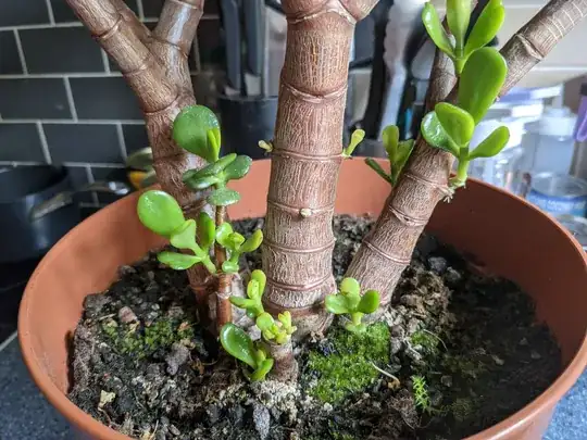Lots of new branches