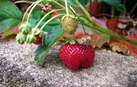 Close up of ripe and unripe strawberries, by user Enoch Lau at Wikimedia