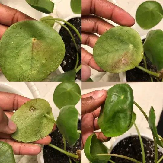 4 pics of pilea peperomioides