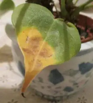 Yellowing_leaf