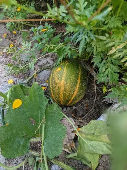 Green and orange squash
