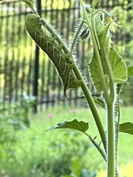 green caterpillar 