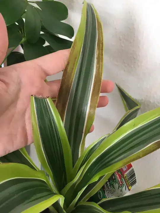 brown spots in dracaena lemon lime