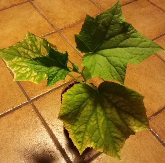 Cucumber plant with yellow spots