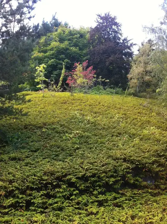 A Seattle hillside of Hypericum calycinum in early September