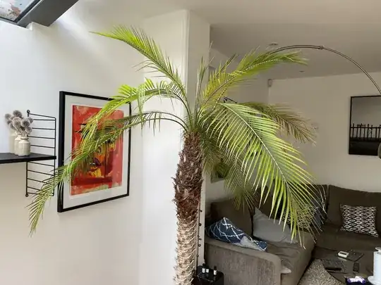 palm2