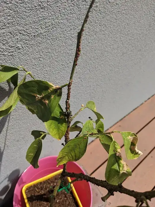 Lemon tree