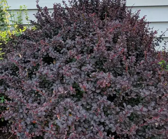 Japanese barberry?