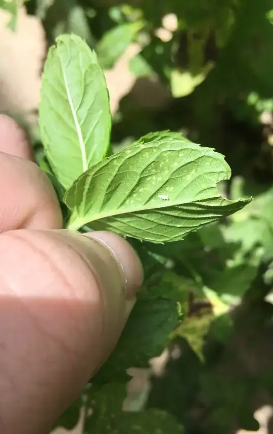 Bottom side of same leaf