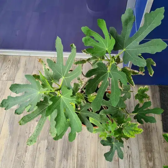 Older leaves getting green too.