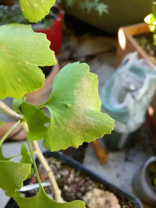 Ginkgo leaf