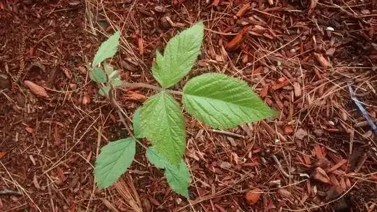 Near some thorny runners that I assume are wild berries