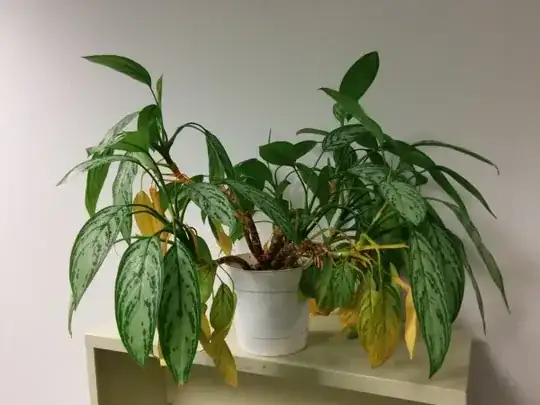 Photo of Aglaonema