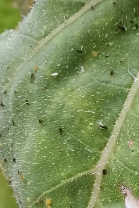Another similarly affected leaf