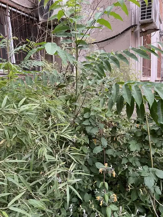 various shrubs and weeds in an urban setting