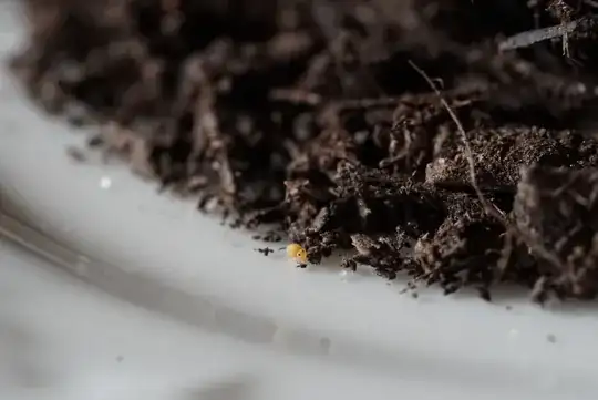 Possible root aphids
