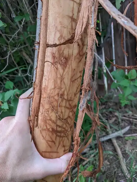 Damaged American Elm Trunk