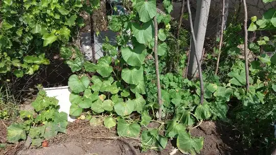 all the cucumbers