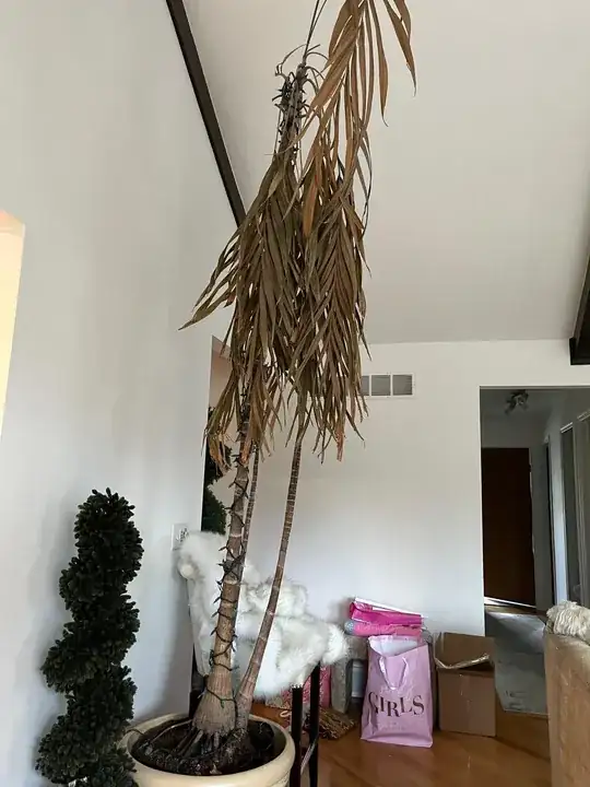 Tall potted palm with all brown leaves