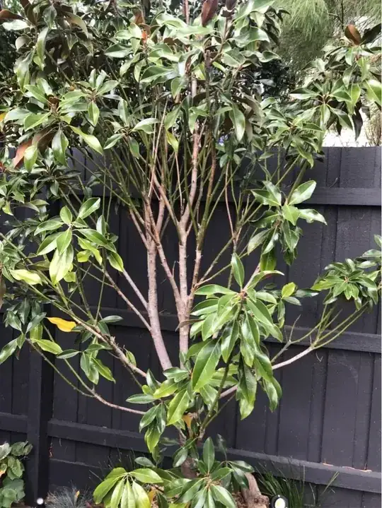 the whole tree