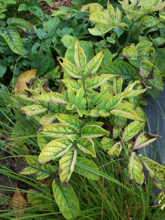 potato leaf infected with psyllid