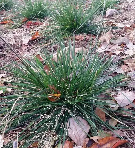 viviparous grass plant