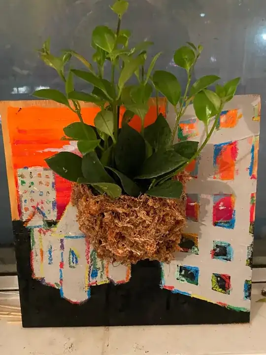 lipstick plant