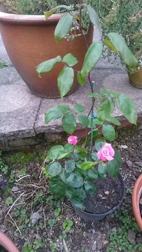 Rose to identify
