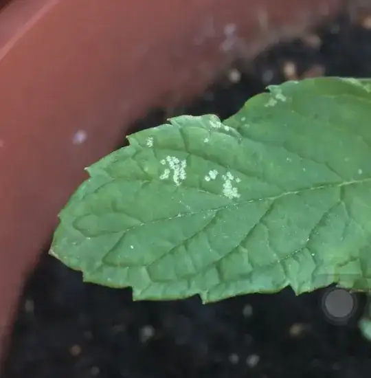 white spots appearing on several leaves from the mint pot