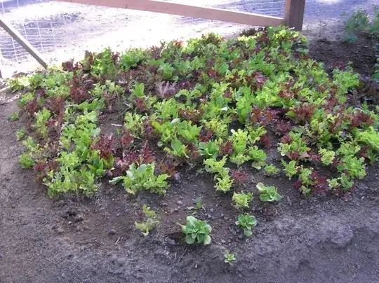 my salad bowl bed