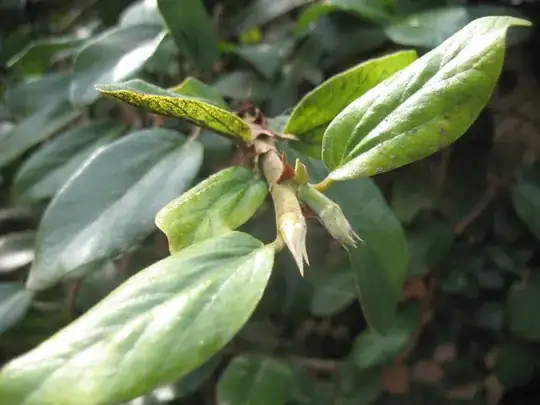 showing what look like immature buds