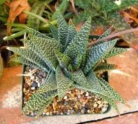Gastworthia 'Royal Princess'