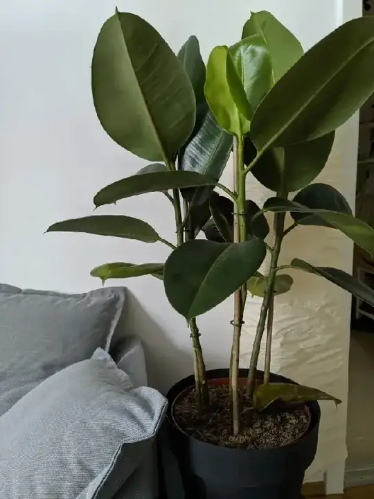 whole plant