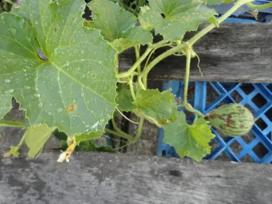 Piel De Sapo Leaves and Fruit