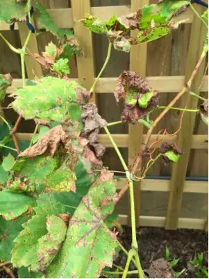 older leaves