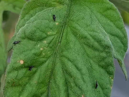 Little back bugs