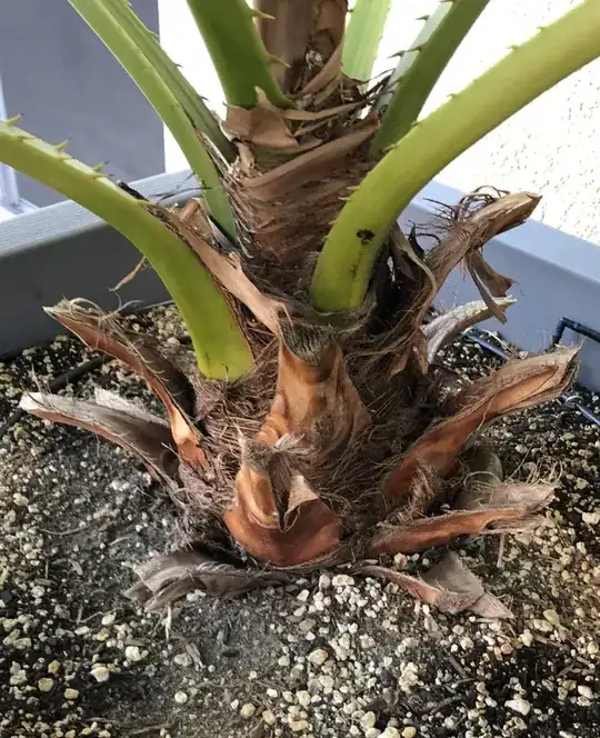 Trunk of Palm Tree