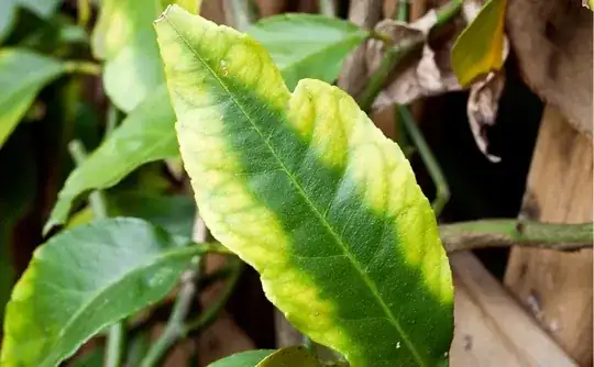 magnesium inverted V