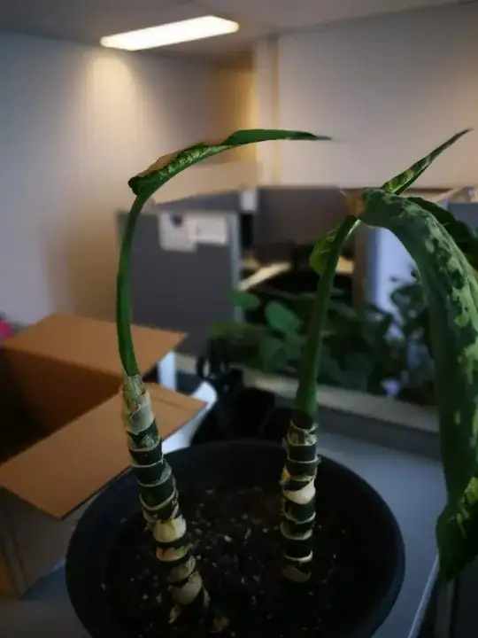 Dumb Cane