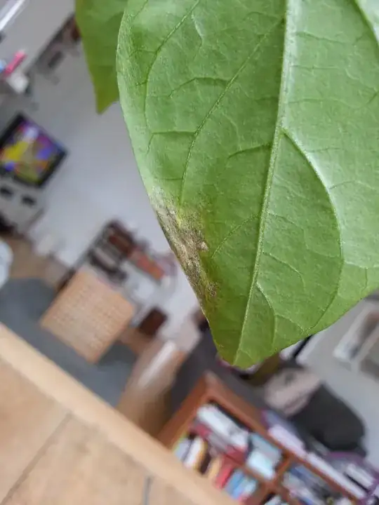 Monstera specks