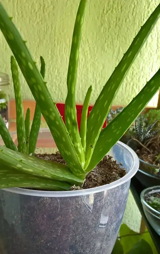 What kind of Aloe