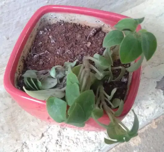 Plant going limp - top view.