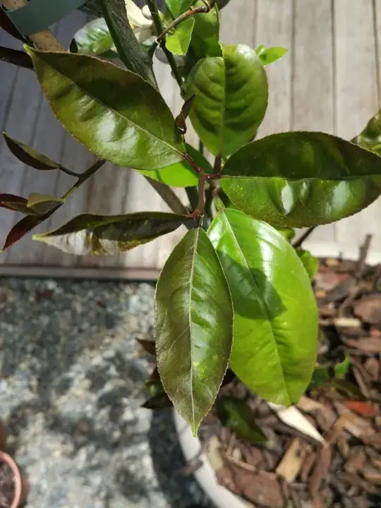 young leaves