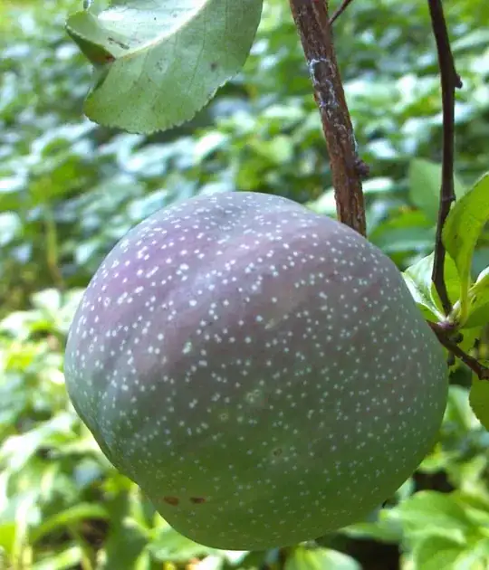 Quince Fruit and leaf