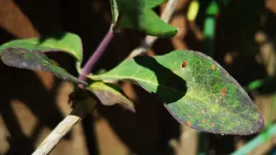 Sickly leaf, example 1