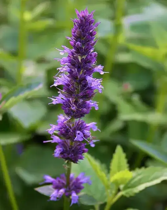 Agastache foeniculum