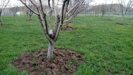 Rock inside tree