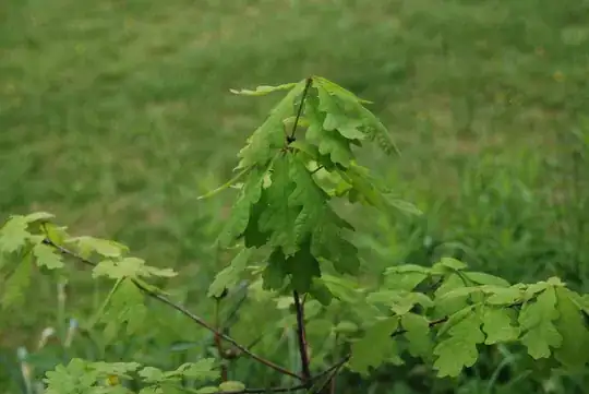 WhiteOakSeedling