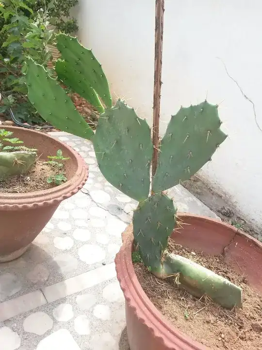 Opuntia Cactus