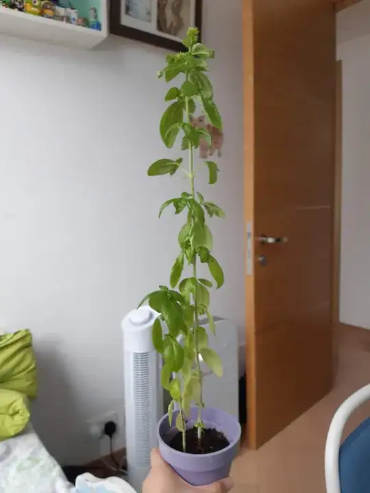 Image of basil plant with black leaves mostly trimmed off